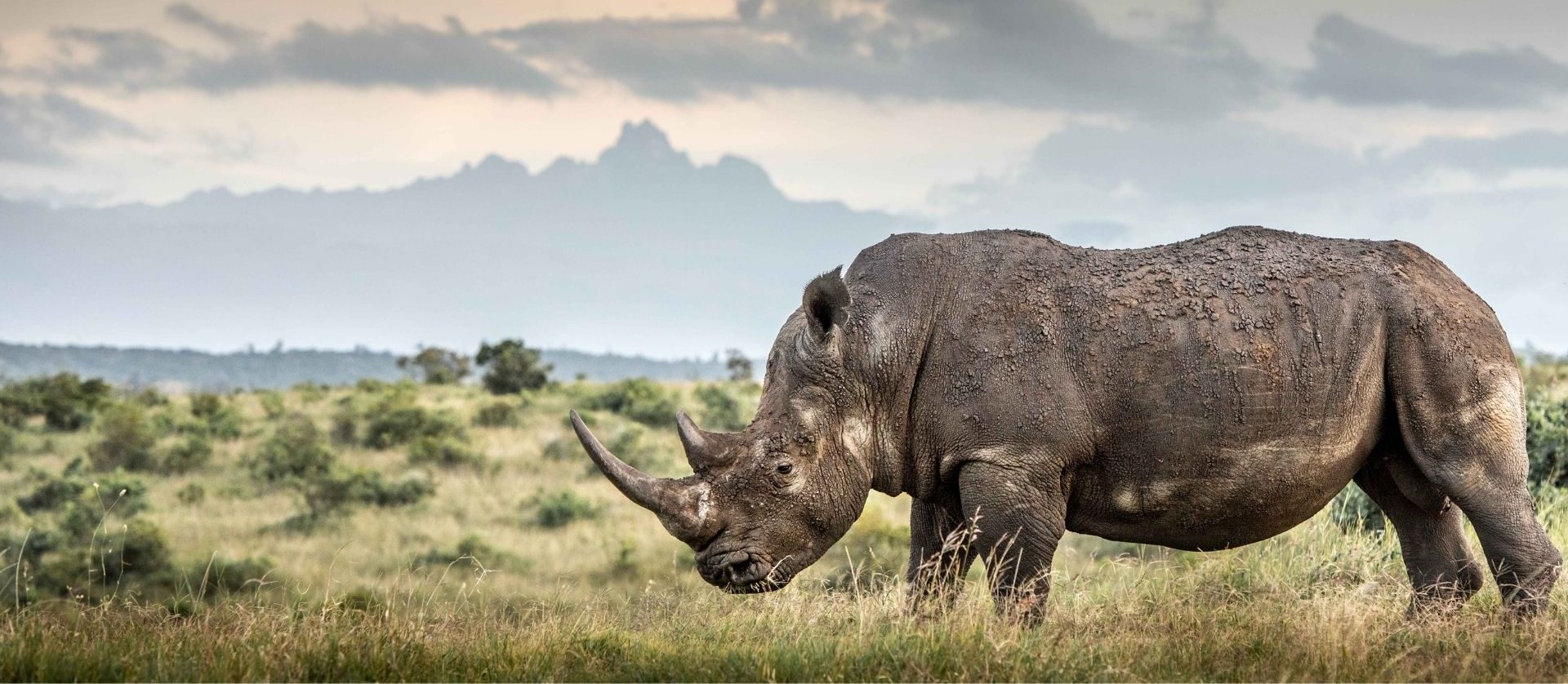 Update on rhino numbers on the Borana-Lewa Landscape