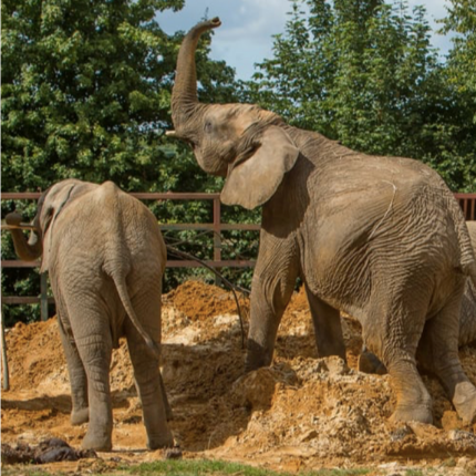 A World first UK zoom elephants move to Kenya