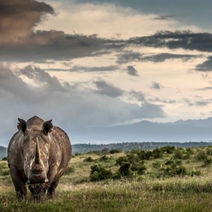Rhino on Borana